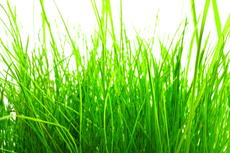 Grass photo