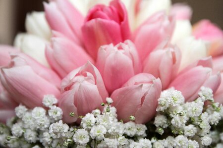 Bouquet pinkish tulips photo