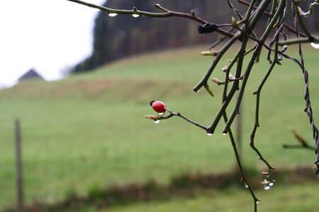 Rain bush nature