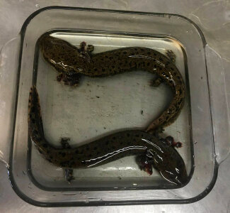 Mudpuppies placed in a container when infesting with the salamander mussel