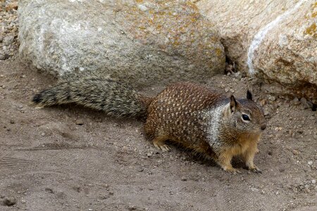 Rocks beach rodent