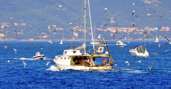 Fish sea boat