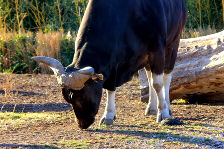 Animal bovine bull photo