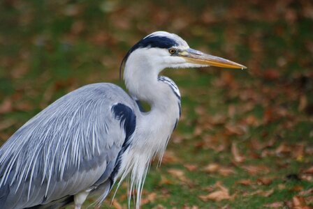 Cinerea water bird wader photo