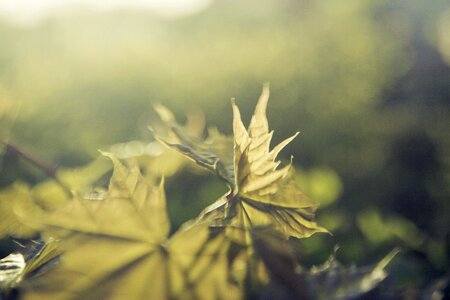 Maple background desktop