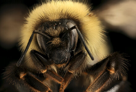Bumble Bee Closeup photo