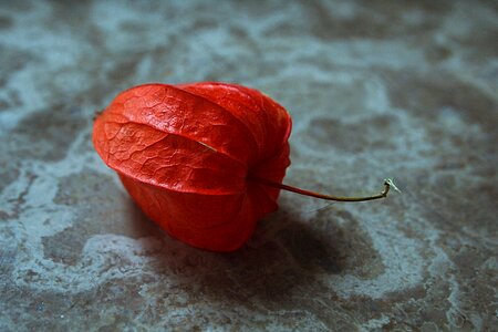 Lampion seed box orange