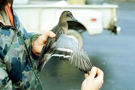 Duck hands 