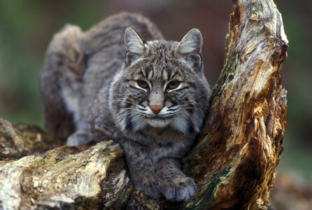 Bobcat sitting in tree