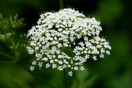 Small tender fragile