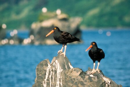Bird black Haematopus bachmani