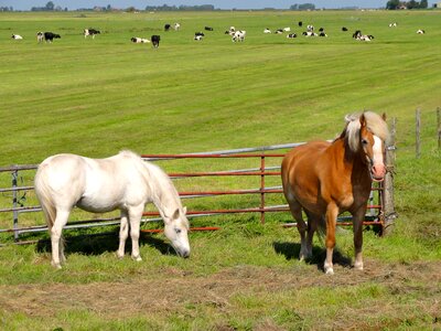 Horses cattle farm photo
