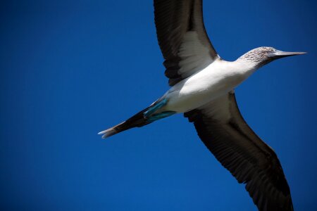Flying Blue Footed Booby photo
