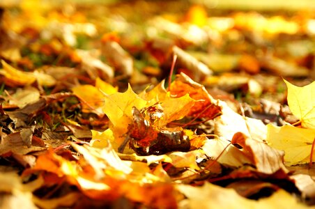Autumn autumn season leaves