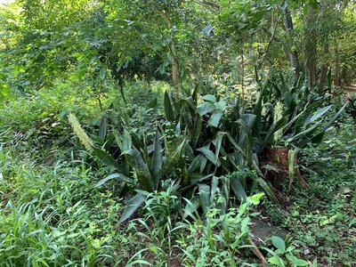 Farm plants tree photo