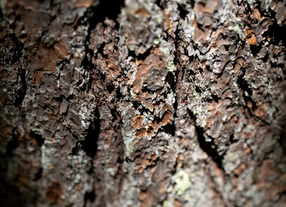Tree Bark Texture photo