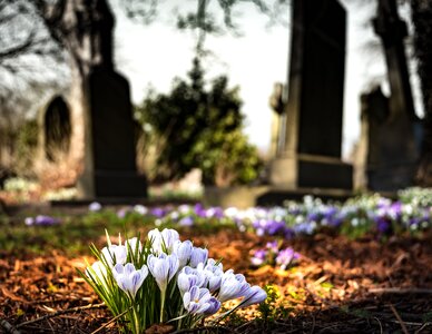 Bloom blossom cemetery