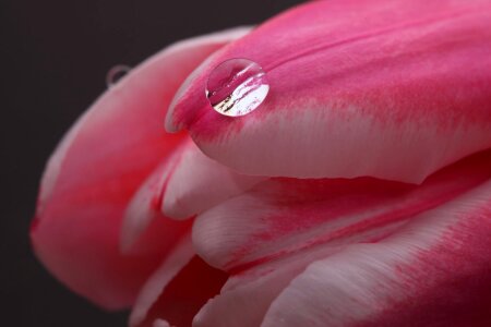 Plant lonely pink photo