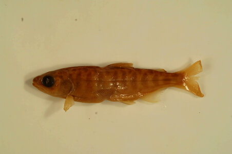 Oncorhynchus tshawytscha-4