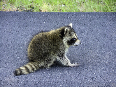 Raccoon on road at Acadia National Park, Maine photo