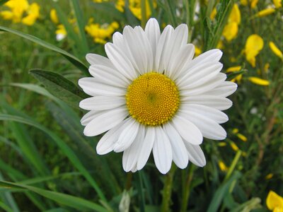 Beautiful Flowers biology bloom