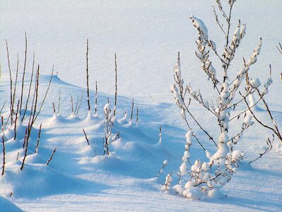 Frost snow plants photo