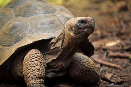 Eyes reptile shell photo