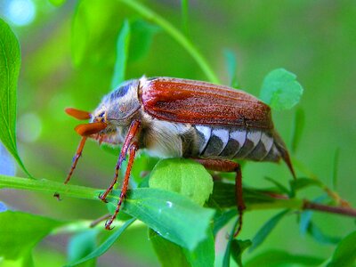 Maisky beetle macro photography