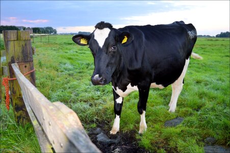 Farm mammal domestic photo