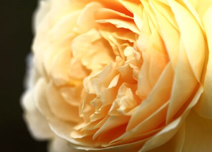 Beautiful Flowers biology bloom