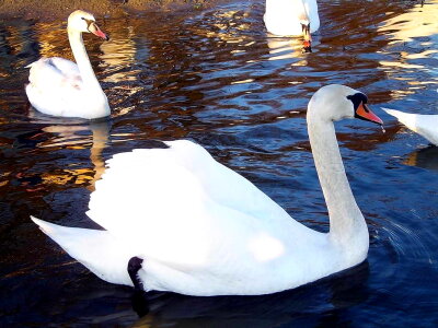 Beautiful Photo mute swan white photo