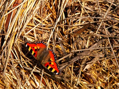 Small tortoiseshell animal arthropod photo