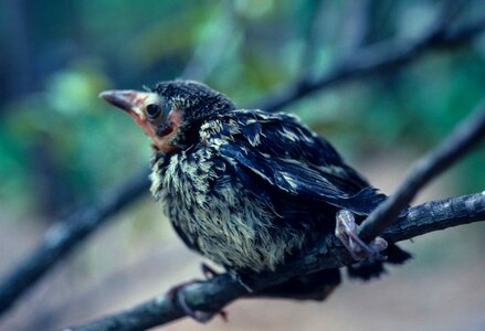 Bird Quiscalus quiscula 
