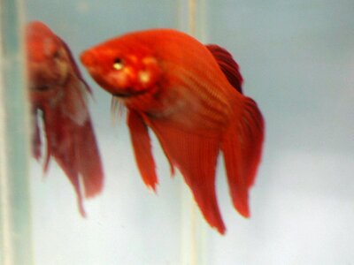 Aquarium fish red photo