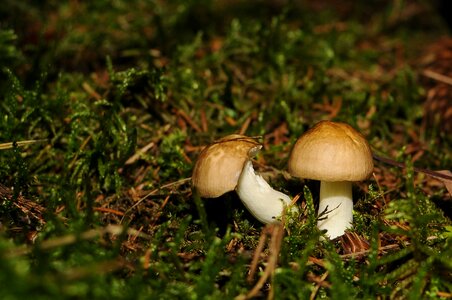 Forest mushroom moss