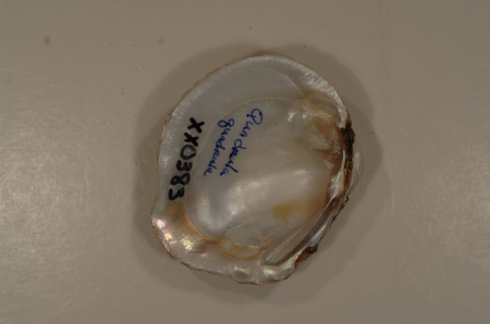 Quadrula quadrula (inside)-2