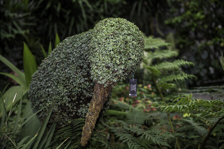 Bird Shape cut from Hedges