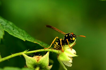 Animal arthropod bug photo