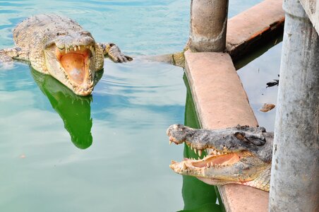 Head swamp water
