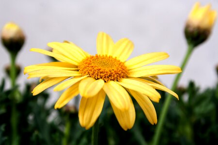 Flowers nature plant