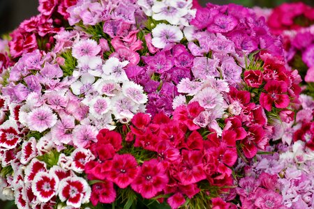 Bouquet carnation cluster photo