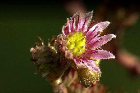 Garden jovibarba globifera blossom