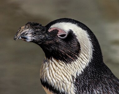 Bird flightless bird water bird