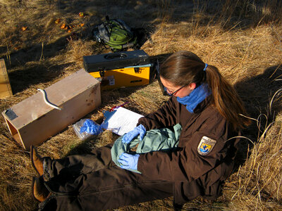 Finding New England cottontails