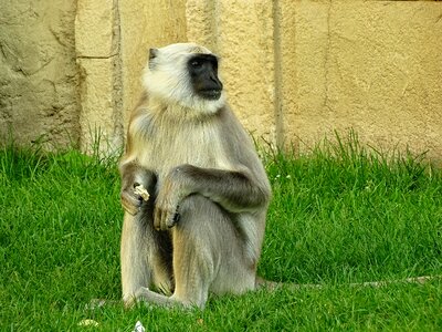 Zoo animal world thoughtful