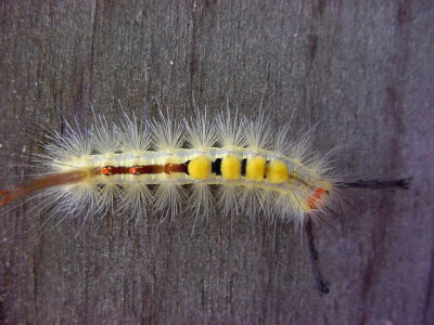 Whitemarked tussock caterpillar photo
