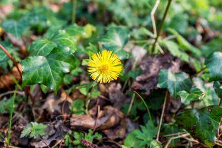 Yellow Flower in Bloom Free Photo