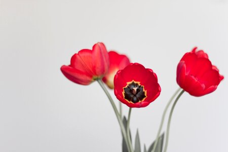 Nature bouquet tulips photo