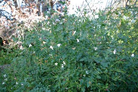 Jasminum grandiflorum