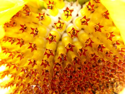 Tongue flower tubular flowers helianthus annuus photo